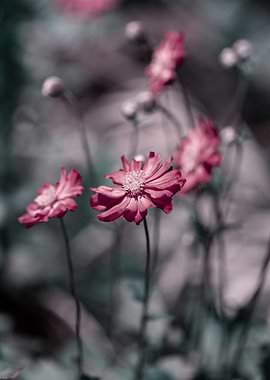 Anemone, pink macro flower
