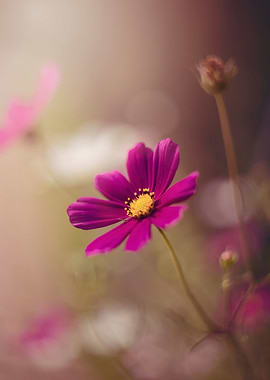 Pink flowers in the garden