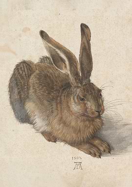 Hare