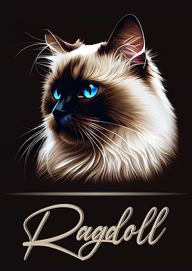 Elegant Ragdoll