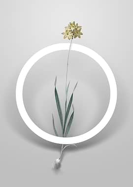 Vintage Orange Ixia Flower