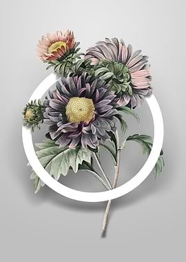 Vintage China Aster Flower