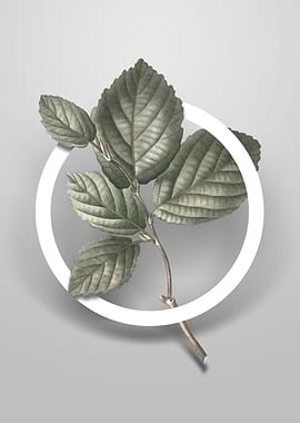 Vintage Witch Hazel Flower