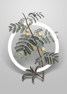 Sweet Acacia Flower Circle