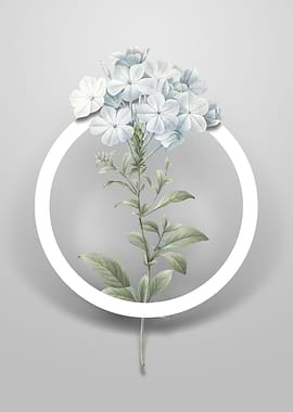 Plumbago Caerulea Flower