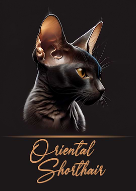 Oriental Shorthair