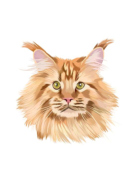 beautiful red maine coon