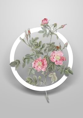 Pink Rosebush Bloom Flower