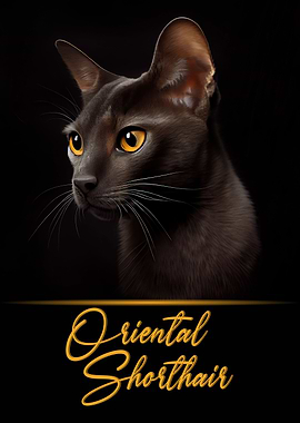 Oriental Shorthair