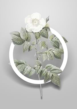 Leschenaults Rose Flower