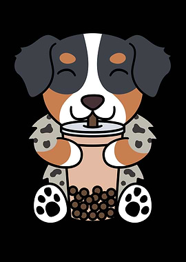 Australian Shepherd Boba