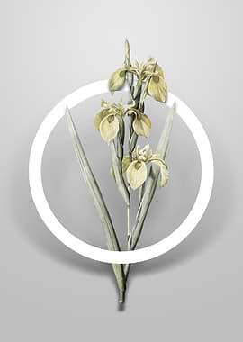 Vintage Irises Flower Art