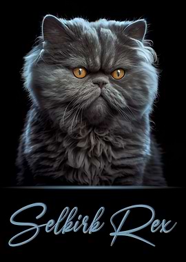 Adorable Selkirk Rex