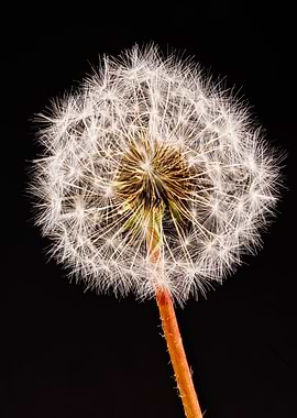 Macro of a dandelion