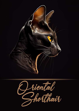 Oriental Shorthair
