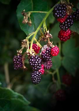 Blackberries
