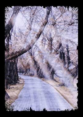 Cherry Blossom Path