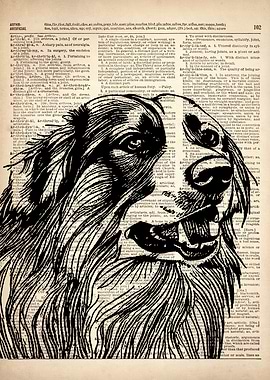 Australian shepherd dog