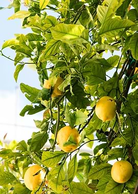 Amalfi Lemon Dream 2