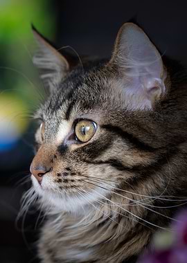 Purebred kitten, domestic