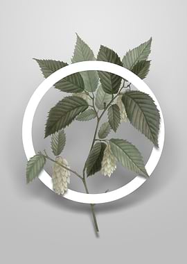 American Hophornbeam Art