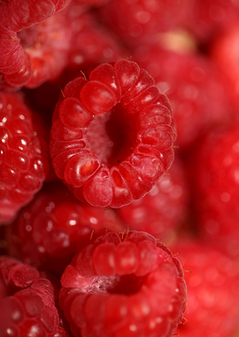 Red raspberries fruits