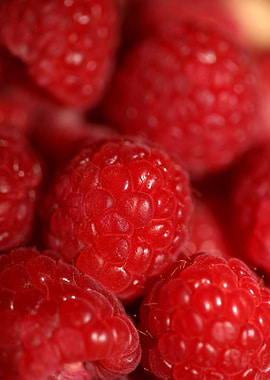 Red raspberries fruits