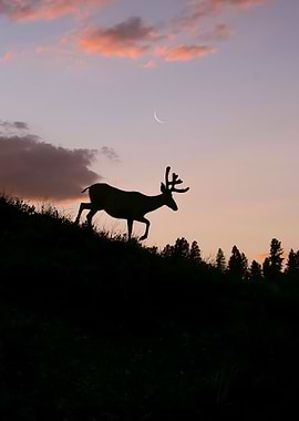 Reindeer Sillhouette Sun