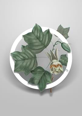 Vintage Tulip Tree Flower