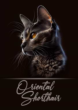 Oriental Shorthair