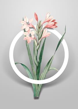 Gladiolus Saccatus Flower