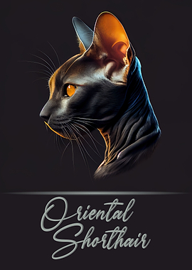 Oriental Shorthair