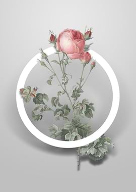 Celery Leaved Cabbage Rose