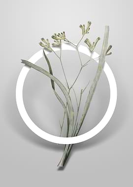 Anigozanthos Flavida Art