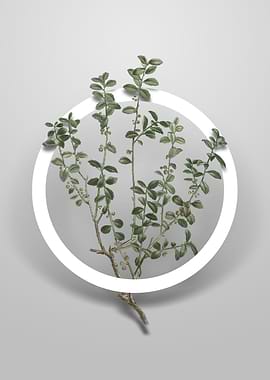 Vintage Cape Myrtle Flower