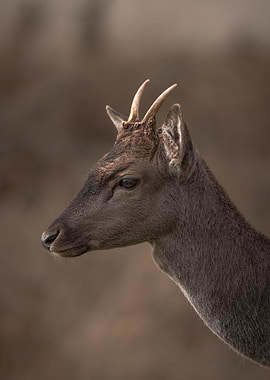 Roe deer buck