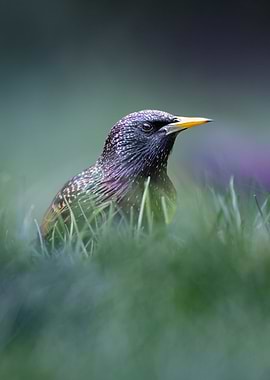 Starling
