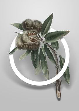 Spanish Chestnut Flower