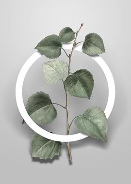 Quaking Aspen Flower Art