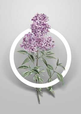 Persian Lilac Flower Art