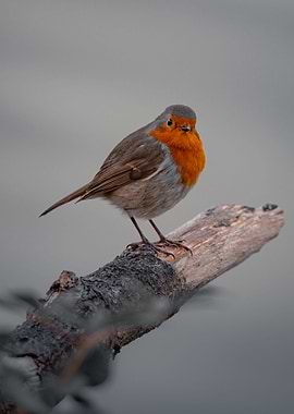Perched Robin
