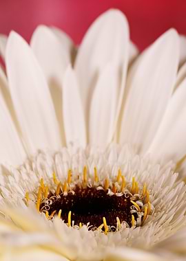 Macro of a gerbera flower