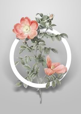 Red Sweetbriar Rose Flower