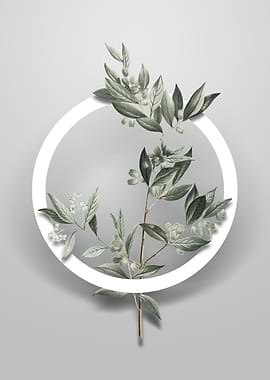 Fontanesia Phillyreoides