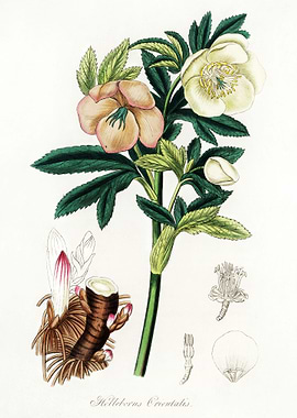 Helleborus orientalis