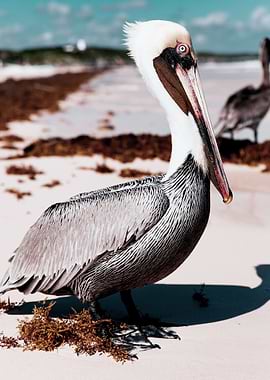 Pelican