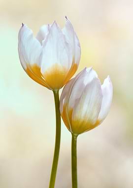 Botanical white Tulips