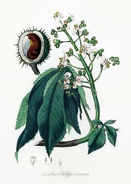 European Horse Chestnut