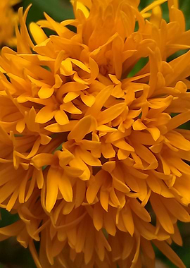 Marigold