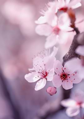 Japanese cherry blossoms